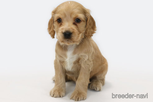 成約済の神奈川県のイングリッシュコッカースパニエル-359702